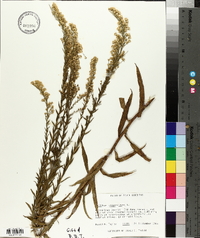 Solidago sempervirens image