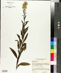 Solidago sempervirens image