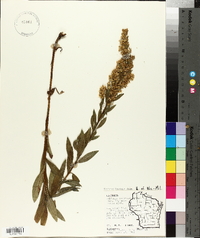 Solidago speciosa image