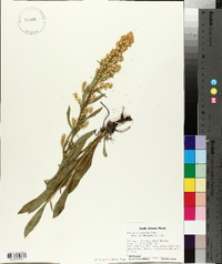 Solidago rigidiuscula image