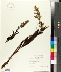 Solidago speciosa image