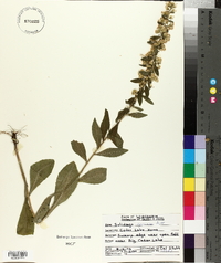 Solidago speciosa image