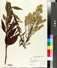 Solidago speciosa image