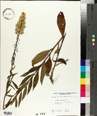 Solidago speciosa image