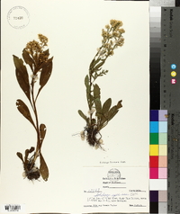 Solidago speciosa image