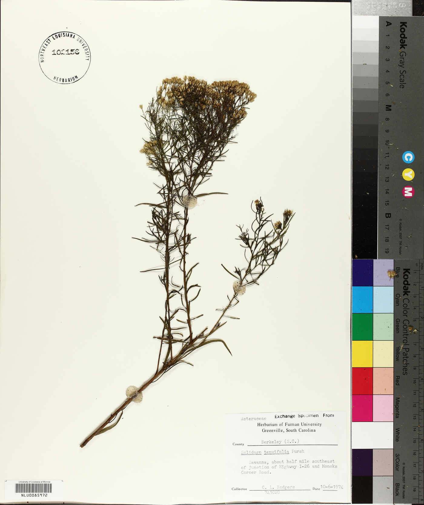 Solidago caroliniana image