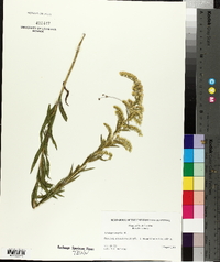 Solidago tortifolia image