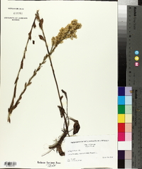 Solidago stricta image