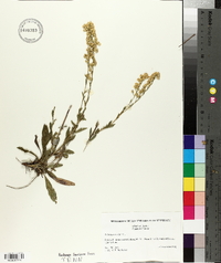 Solidago stricta image