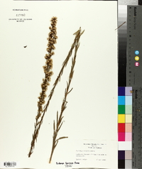 Solidago stricta image