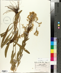 Solidago stricta image