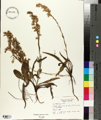 Solidago stricta image