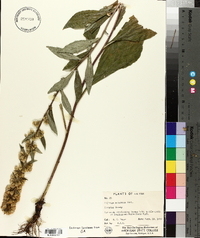 Solidago squarrosa image