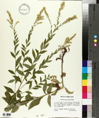 Solidago delicatula image