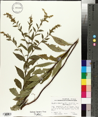 Solidago ulmifolia var. microphylla image