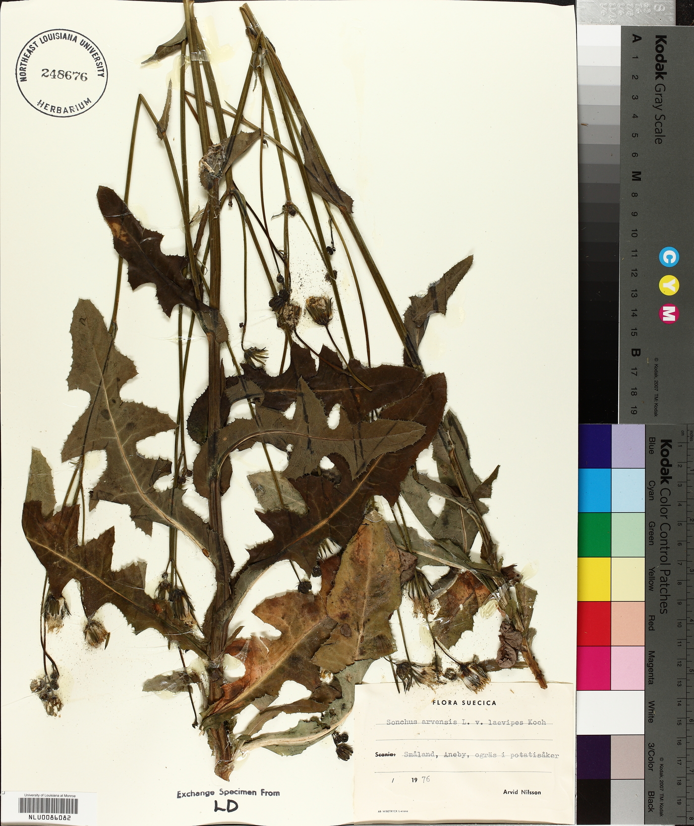 Sonchus arvensis subsp. uliginosus image