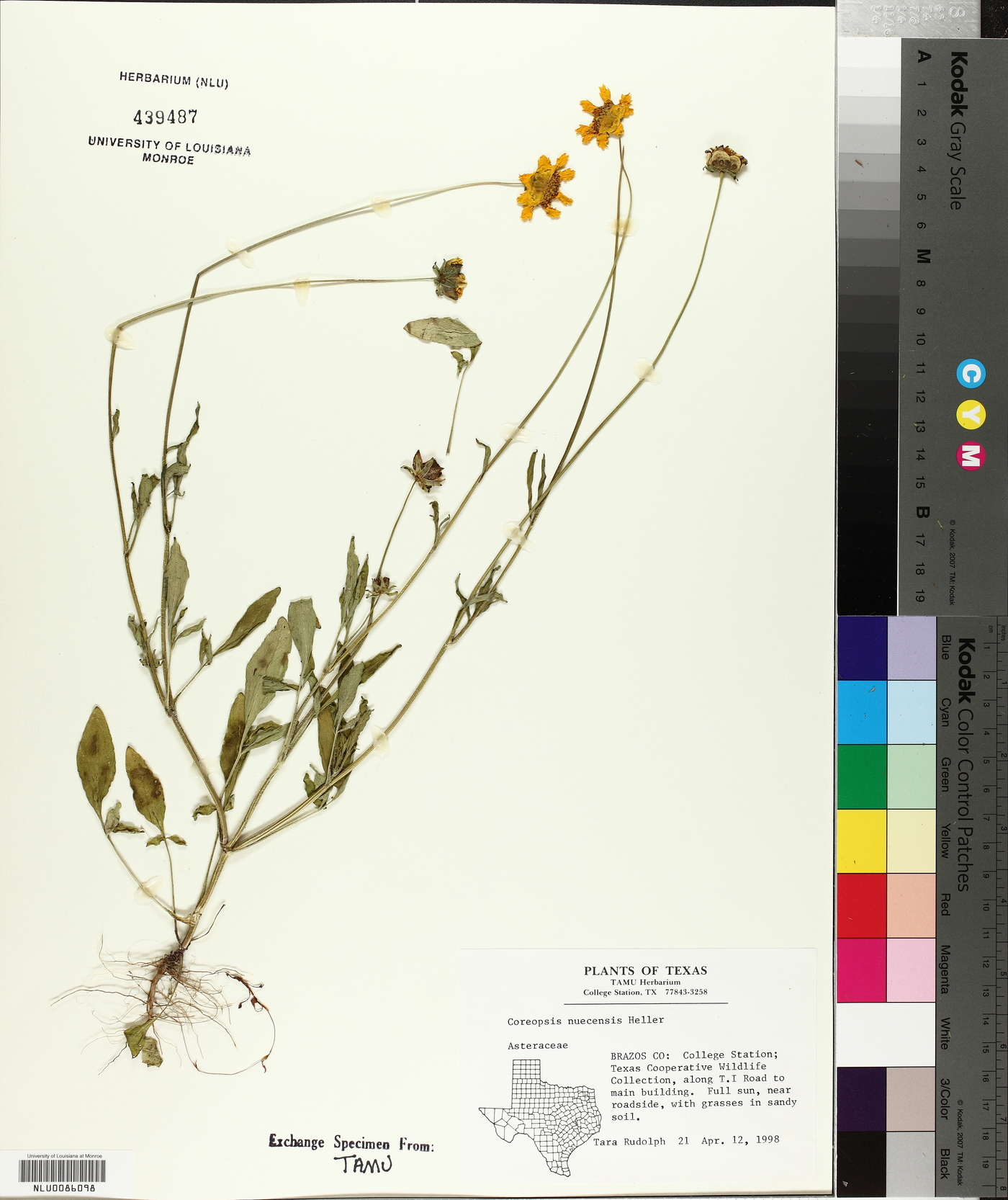 Coreopsis nuecensis image