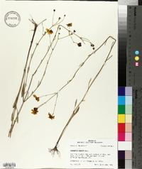 Coreopsis nudata image