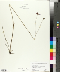 Coreopsis nudata image