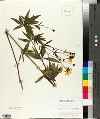 Coreopsis major image