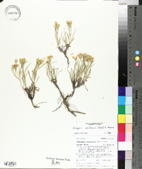 Oonopsis multicaulis image