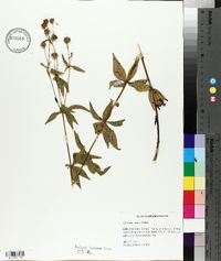 Coreopsis major image