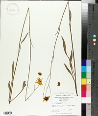 Coreopsis linifolia image