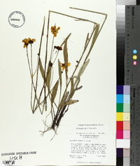 Coreopsis linifolia image