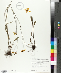 Coreopsis linifolia image