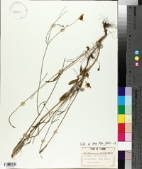 Coreopsis leavenworthii image