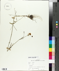 Coreopsis leavenworthii image