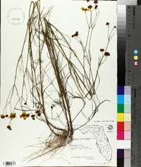 Coreopsis leavenworthii image