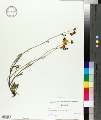 Coreopsis leavenworthii image