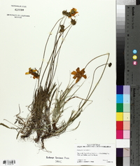 Coreopsis lanceolata image