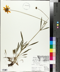 Coreopsis lanceolata image