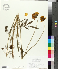 Coreopsis lanceolata image