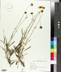 Coreopsis lanceolata image