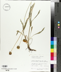 Coreopsis lanceolata image