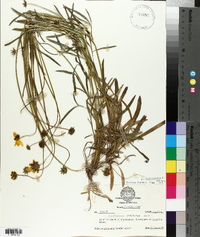 Coreopsis lanceolata image