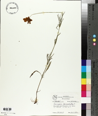 Coreopsis lanceolata image