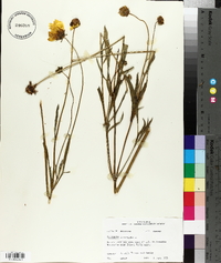 Coreopsis lanceolata image