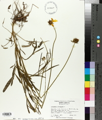 Coreopsis lanceolata image