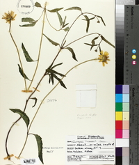 Coreopsis lanceolata image