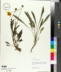 Coreopsis lanceolata image