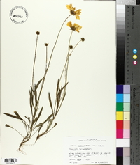 Coreopsis lanceolata image