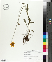 Coreopsis lanceolata image