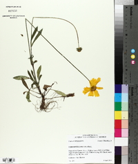 Coreopsis lanceolata image