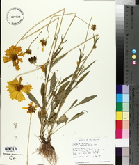 Coreopsis lanceolata image