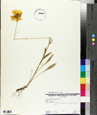 Coreopsis lanceolata image