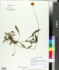 Coreopsis lanceolata image